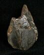 Inch Triceratops Tooth - Little Wear #5713-1